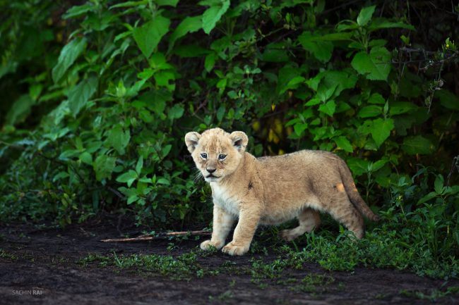 A tiny lion cub staggers out of a bush in Ndutu, Tanzania.
