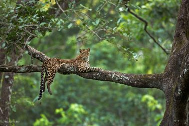 A leopard on a tree from Kabini, India.
