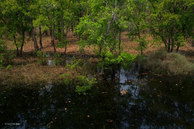 A tigress cooling off in a waterbody in Bandhavgarh, India.
