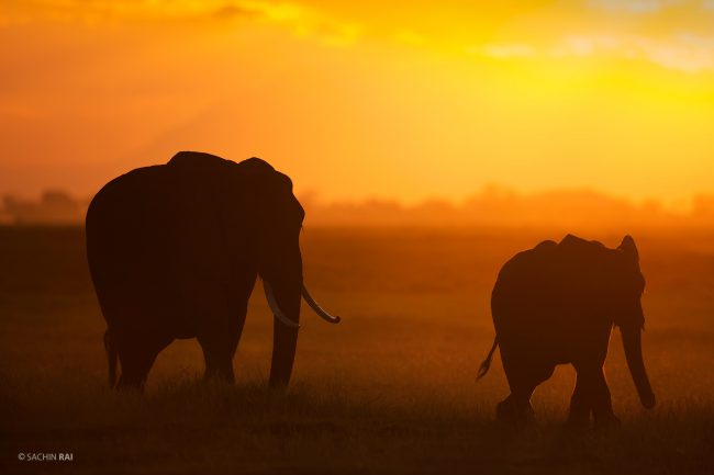 African elephants from Amboseli