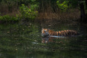 Tigers often tend to spend time in and around water bodies in the summers in Central India.