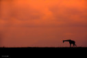 Giraffe silhouette
