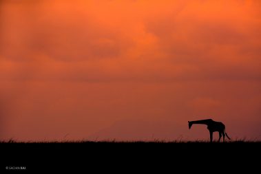 Giraffe silhouette