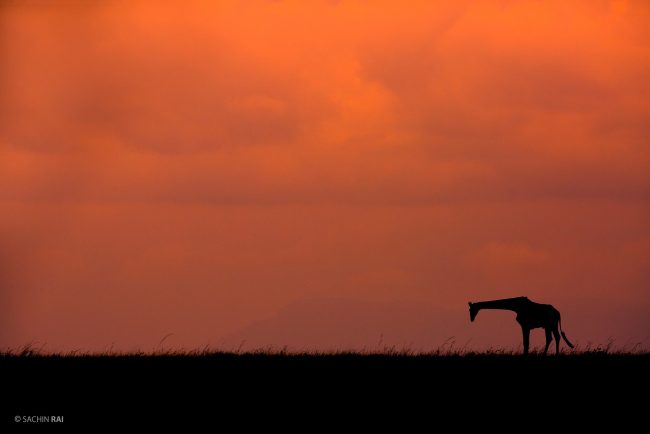 Giraffe silhouette
