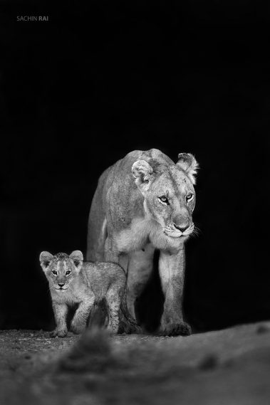 This lioness and her small cub walked out from a small rivulet in Masai Mara.