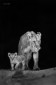 This lioness and her small cub walked out from a small rivulet in Masai Mara.