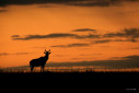 A silhouette of a hartebeest from Masai Mara, Kenya