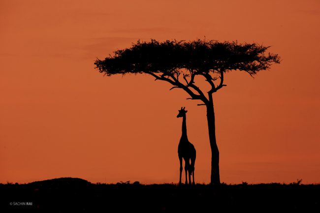 Giraffe Silhouette