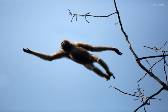 Hoolock Gibbon