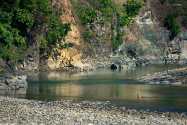 A male tiger cooling himself in the Ramganga river in Corbett Tiger Reserve, India.