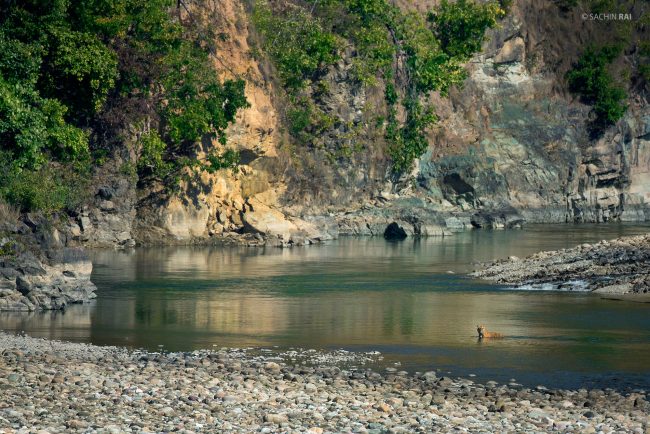 A male tiger cooling himself in the Ramganga river in Corbett Tiger Reserve, India.