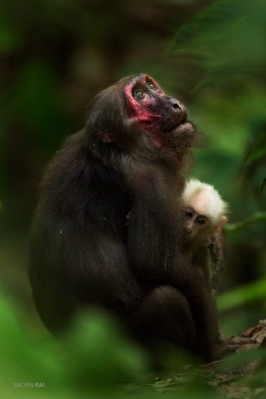 A stump-tailed macaque holding her baby.