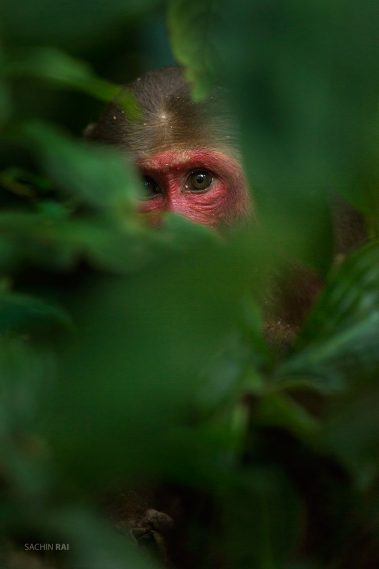 A stump-tailed macaque peeping from the forest floor in Assam, India.