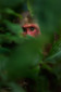 A stump-tailed macaque peeping from the forest floor in Assam, India.