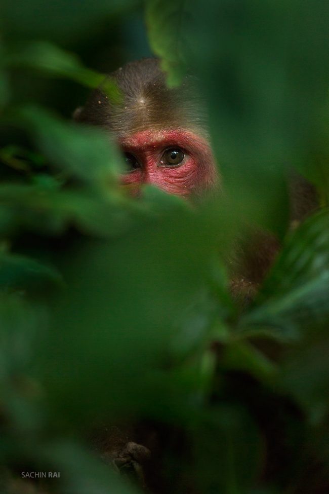 A stump-tailed macaque peeping from the forest floor in Assam, India.