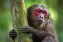 A portrait of a stump-tailed macaque.