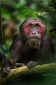 A stump-tailed macaque from north-east of India.