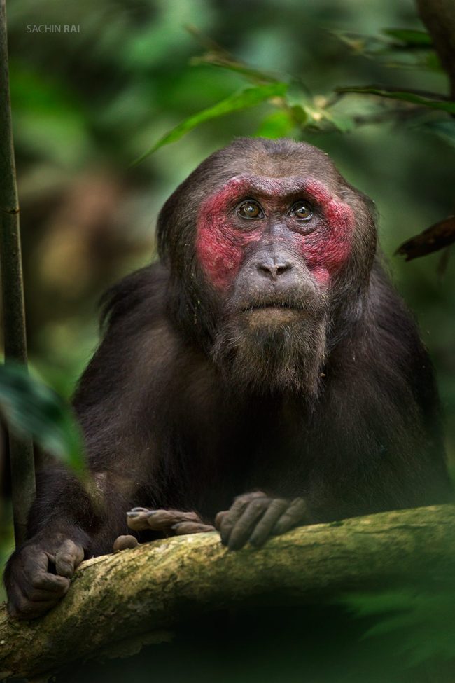 A stump-tailed macaque from north-east of India.