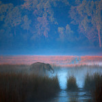 A young Asiatic elephant drinking in the misty grasslands of Dhikala, Corbett.