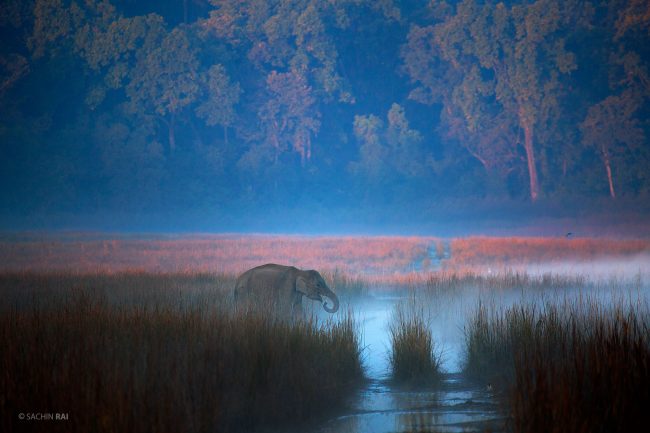 A young Asiatic elephant drinking in the misty grasslands of Dhikala, Corbett.