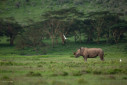 A white rhino from Nakuru, Kenya.