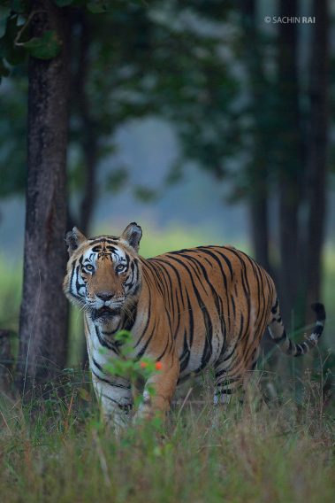 The famous tiger Munna from Kanha, India
