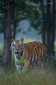 The famous tiger Munna from Kanha, India