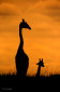 Masai Giraffes during sunset in Masai Mara, Kenya