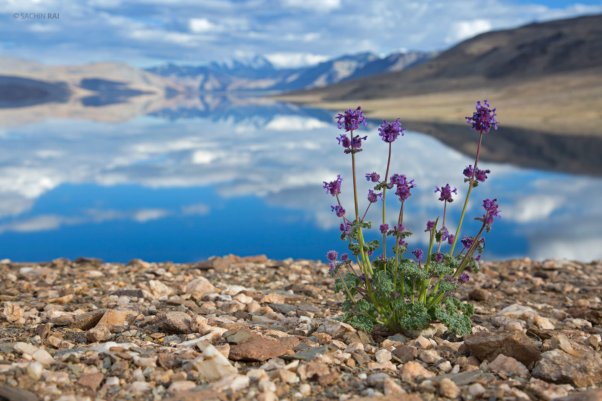 A beautiful flowering plant in Tso Moriri, Ladakh, India