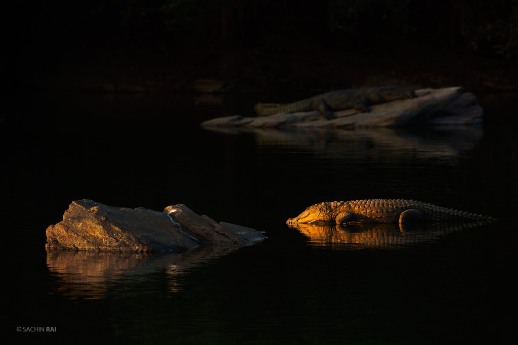 A marsh crocodile