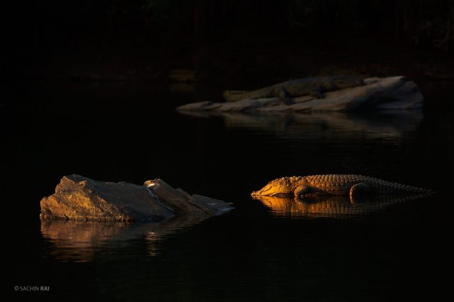 A marsh crocodile