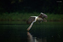 A spot-billed pelican skims on the river for a drink.