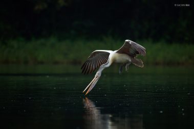 A spot-billed pelican skims on the river for a drink.