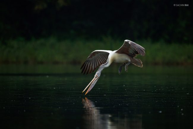 A spot-billed pelican skims on the river for a drink.
