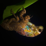 A cicada emerging from its larvae shell in one of the forests in the Western Ghats of India.