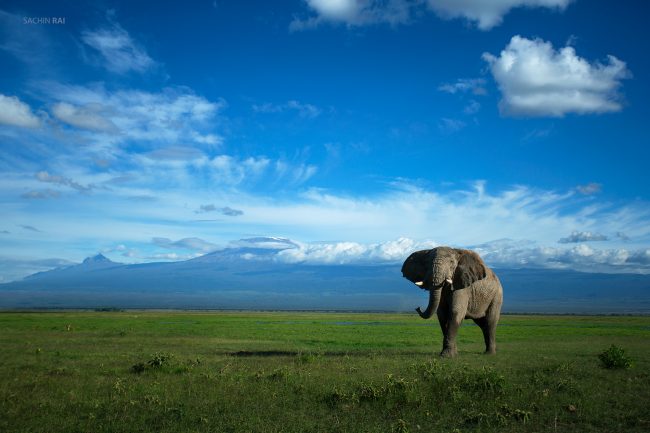 A bull elephant against the backdrop of Kilimanjaro in Amboseli, Kenya.