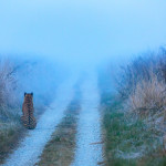 A young tigress sitting on a safari track on a misty morning in Dhikala, Corbett