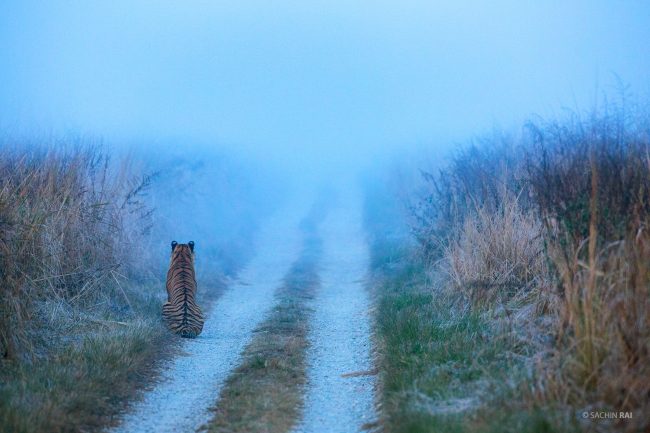 A young tigress sitting on a safari track on a misty morning in Dhikala, Corbett