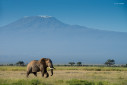 A bull African elephant walks in the grasslands of Amboseli with the backdrop of Mount Kilimanjaro