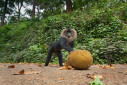Lion tailed macaques are endangered monkey endemic to the western ghats of India.