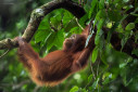 A baby orangutan hanging on a tree in the forests of Borneo.