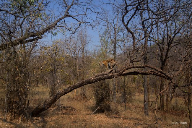 A sub adult tiger trying its climbing skills in Bandhavgarh, India.