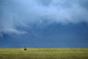 A male lion in his prime from Ngorongoro crater in Tanzania.