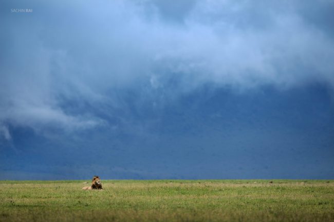 A male lion in his prime from Ngorongoro crater in Tanzania.