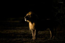 A rim lit lion from Ndutu, Tanzania