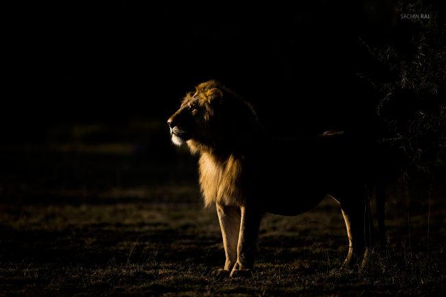 A rim lit lion from Ndutu, Tanzania