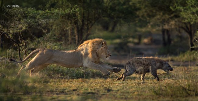 A male lion sprinting towards a hyena in Ndutu, Tanzania.