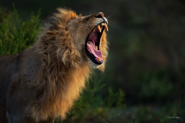 A young male lion yawning as the sun sets in Ndutu, Tanzania.