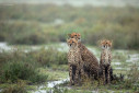 A cheetah family getting drenched in the rain in Ndutu, Tanzania.