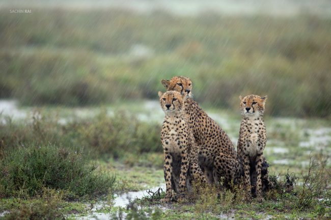 A cheetah family getting drenched in the rain in Ndutu, Tanzania.
